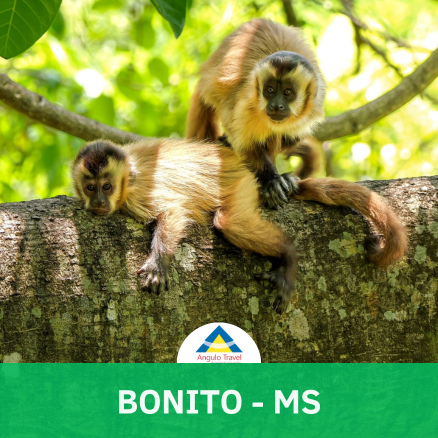 Bonito - MS